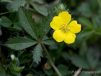 Dwarf cinquefoil
